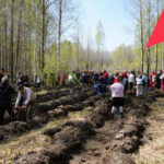 В рамках акции «Сад памяти» в регионе высадили более 58 тысяч деревьев в этом году
