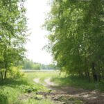 Пять человек скончались от клещевого энцефалита в Новосибирской области