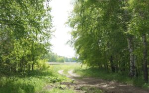 Пять человек скончались от клещевого энцефалита в Новосибирской области