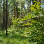 Программу лесовосстановления активно реализовывают в Новосибирской области
