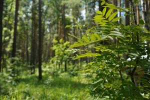Программу лесовосстановления активно реализовывают в Новосибирской области