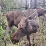 Лосей из Новосибирского зоопарка выпустили в Сузунский заказник