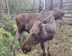 Лосей из Новосибирского зоопарка выпустили в Сузунский заказник