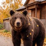 Режим повышенной готовности введён в регионе из-за медведей