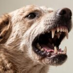 Случаи бешенства все чаще выявляют у кошек и собак