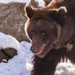 В регионе обсудили регулирование численности бурого медведя
