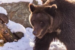 В регионе обсудили регулирование численности бурого медведя